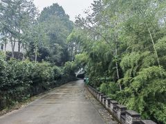 -桑洲油菜花景区