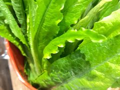 油麦菜-北门涮肉·铜锅涮肉(南锣鼓巷店)