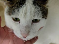 -佳雯宠物医院·皮肤科·内外科(春晓路分院)