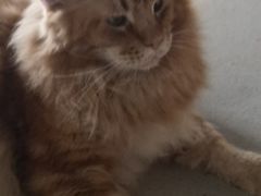 -藏猫猫咖啡主题馆(中央大道店)