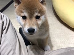 -逗柴咖啡屋·狗咖猫咖宠物桌游