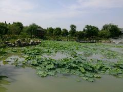 -鹅湖玫瑰文化园