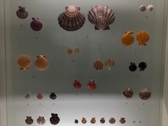 -青岛贝壳博物馆