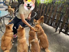 -柴犬高等学院·狗咖·柴犬售卖·宠物训练