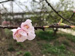 -秀丽东方
