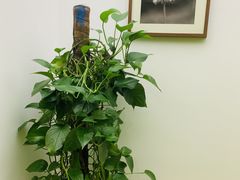 -天使口腔门诊部(上海店)