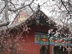 -桃花堤公园