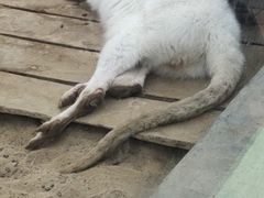 -五龙山野生动物王国