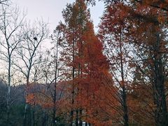 -白水寺森林公园