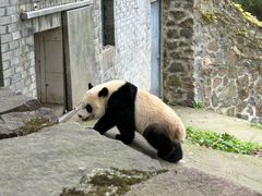 -都江堰中华大熊猫苑