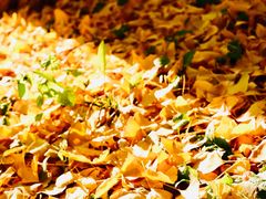 -三里屯东五街银杏大道