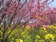 -南汇桃花村
