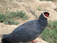 -青藏高原野生动物园