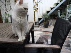 -喵屿·大理花园猫咖