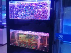 -中环花鸟鱼虫市场