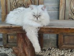 -喵屿·大理花园猫咖