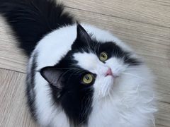 -安格丽娜·狗咖·猫咖羊驼咖(春熙路百盛商场店)