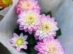 -双季花艺园艺市场(浦东店)