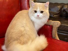 -猫大福·Fortune Cat猫舍(百子湾店)