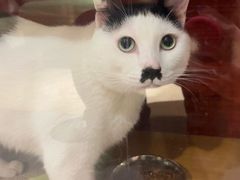 -御宝贝·A梦猫科宠物医院(国际猫友好医院)