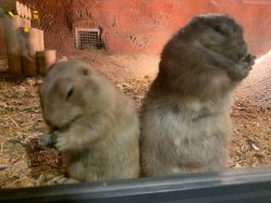 -酷嗒动物文化乐园(cutezoo西溪乐天城店)