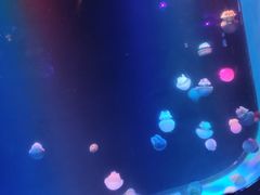 -锦艺城海洋馆
