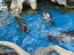 -华夏文旅海洋公园