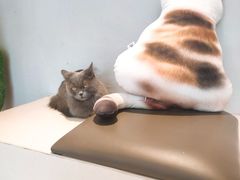 -飞行喵MR PILOT|猫舍·猫咖(静安大融城店)