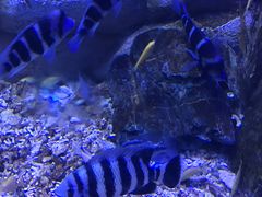 -芜湖新华联大白鲸海洋公园