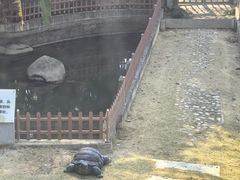 -广东惠东海龟国家级自然保护区