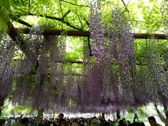 -嘉定紫藤园