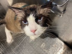 -PETKIT小佩宠物·低压洗护(国顺东路店)