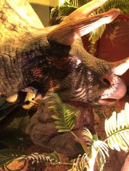 -恐龙探索乐园(磁器口店)