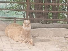 -青藏高原野生动物园