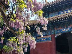 -北京国子监胡同