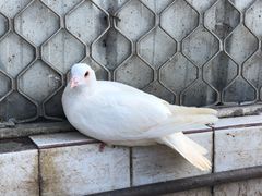 -绵阳人民公园(涪城区)