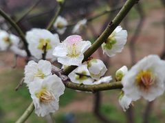 -无锡梅园公园