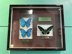 -上海昆虫博物馆