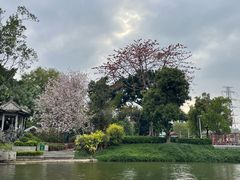 -荔湾湖公园