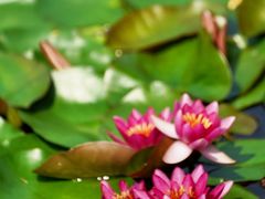 -国家植物园南园