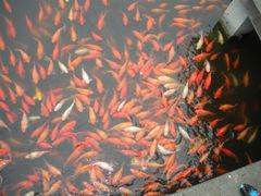 -西湖外事游船(花港观鱼码头)