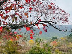 -塔川景区