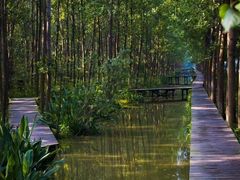 -合肥滨湖国家森林公园