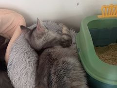 -糯米喵星人总部直营旗舰店·猫舍·幼猫出售