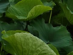 -高子水居