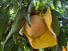 -老袁家蜜桃农场·阳山水蜜桃