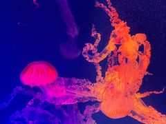 -海合安成都极地海洋公园