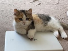 -Bastet sally猫舍购宠(静安店)