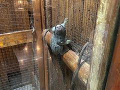 -上海大自然野生昆虫馆
