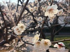 -香雪海
